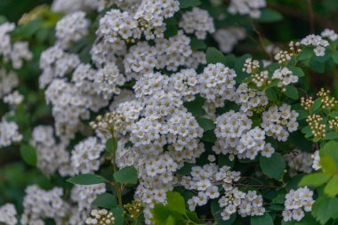 Spiraea Wangutta 'nın narin beyaz çiçekleri. Güzel, soyut doğa arkaplanı. Ailenin süs eşyası. Ev çiçeği yatağı.