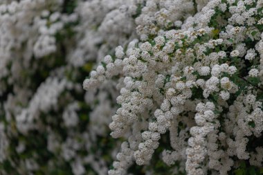 Spiraea Wangutta 'nın narin beyaz çiçekleri. Güzel, soyut doğa arkaplanı. Ailenin süs eşyası. Ev çiçeği yatağı.