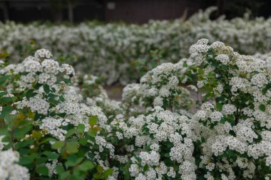 Spiraea Wangutta 'nın narin beyaz çiçekleri. Güzel, soyut doğa arkaplanı. Ailenin süs eşyası. Ev çiçeği yatağı.