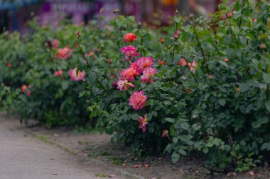 Şefkat dolu güzel çiçekler. Parkta kırmızı güller. Yakın plan. Duvar kağıdı. Şehir parkı dinlenme ve ilham kaynağıdır..