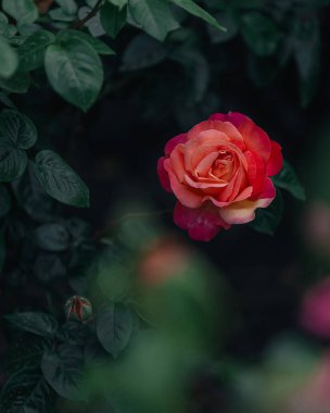 Şefkat dolu güzel çiçekler. Parkta kırmızı güller. Yakın plan. Duvar kağıdı. Şehir parkı dinlenme ve ilham kaynağıdır..