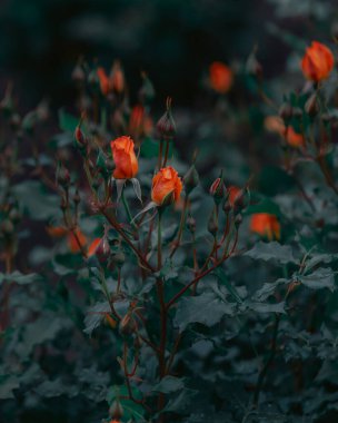 Şefkat dolu güzel çiçekler. Parkta kırmızı güller. Yakın plan. Duvar kağıdı. Şehir parkı dinlenme ve ilham kaynağıdır..