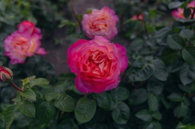 Şefkat dolu güzel çiçekler. Parkta kırmızı güller. Yakın plan. Duvar kağıdı. Şehir parkı dinlenme ve ilham kaynağıdır..