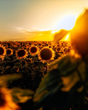 Sonsuz bir ayçiçeği alanı ufka kadar uzanıyor ve sonsuzluk illüzyonu yaratıyor. Gün batımına ya da gün doğumuna karşı bir ayçiçeği tarlası. Yakın plan. Parlak sarı çiçekler..