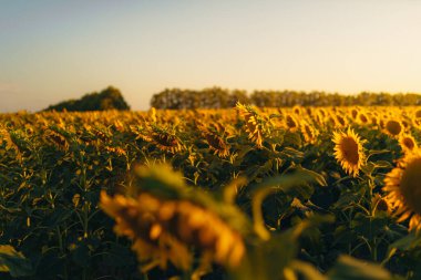 Sonsuz bir ayçiçeği alanı ufka kadar uzanıyor ve sonsuzluk illüzyonu yaratıyor. Gün batımına ya da gün doğumuna karşı bir ayçiçeği tarlası. Yakın plan. Parlak sarı çiçekler..