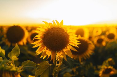 Sonsuz bir ayçiçeği alanı ufka kadar uzanıyor ve sonsuzluk illüzyonu yaratıyor. Gün batımına ya da gün doğumuna karşı bir ayçiçeği tarlası. Yakın plan. Parlak sarı çiçekler..