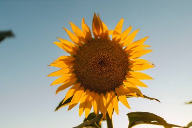 Sonsuz bir ayçiçeği alanı ufka kadar uzanıyor ve sonsuzluk illüzyonu yaratıyor. Gün batımına ya da gün doğumuna karşı bir ayçiçeği tarlası. Yakın plan. Parlak sarı çiçekler..
