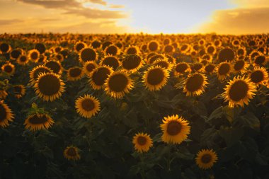 Sonsuz bir ayçiçeği alanı ufka kadar uzanıyor ve sonsuzluk illüzyonu yaratıyor. Gün batımına ya da gün doğumuna karşı bir ayçiçeği tarlası. Yakın plan. Parlak sarı çiçekler..