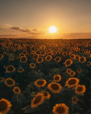 Sonsuz bir ayçiçeği alanı ufka kadar uzanıyor ve sonsuzluk illüzyonu yaratıyor. Gün batımına ya da gün doğumuna karşı bir ayçiçeği tarlası. Yakın plan. Parlak sarı çiçekler..