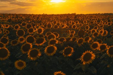 Sonsuz bir ayçiçeği alanı ufka kadar uzanıyor ve sonsuzluk illüzyonu yaratıyor. Gün batımına ya da gün doğumuna karşı bir ayçiçeği tarlası. Yakın plan. Parlak sarı çiçekler..