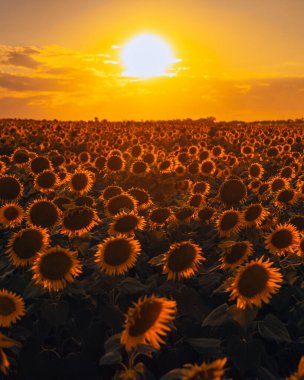 Sonsuz bir ayçiçeği alanı ufka kadar uzanıyor ve sonsuzluk illüzyonu yaratıyor. Gün batımına ya da gün doğumuna karşı bir ayçiçeği tarlası. Yakın plan. Parlak sarı çiçekler..