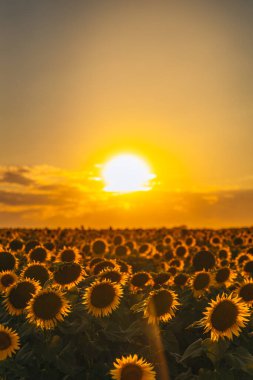 Sonsuz bir ayçiçeği alanı ufka kadar uzanıyor ve sonsuzluk illüzyonu yaratıyor. Gün batımına ya da gün doğumuna karşı bir ayçiçeği tarlası. Yakın plan. Parlak sarı çiçekler..