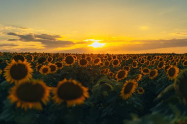 Sonsuz bir ayçiçeği alanı ufka kadar uzanıyor ve sonsuzluk illüzyonu yaratıyor. Gün batımına ya da gün doğumuna karşı bir ayçiçeği tarlası. Yakın plan. Parlak sarı çiçekler..