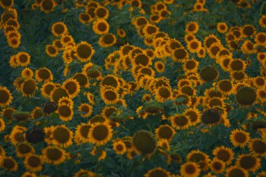 Sonsuz bir ayçiçeği alanı ufka kadar uzanıyor ve sonsuzluk illüzyonu yaratıyor. Gün batımına ya da gün doğumuna karşı bir ayçiçeği tarlası. Yakın plan. Parlak sarı çiçekler..