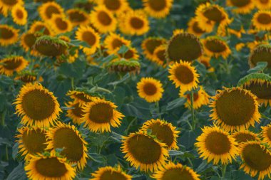 Sonsuz bir ayçiçeği alanı ufka kadar uzanıyor ve sonsuzluk illüzyonu yaratıyor. Gün batımına ya da gün doğumuna karşı bir ayçiçeği tarlası. Yakın plan. Parlak sarı çiçekler..