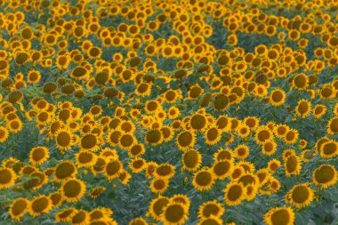 Sonsuz bir ayçiçeği alanı ufka kadar uzanıyor ve sonsuzluk illüzyonu yaratıyor. Gün batımına ya da gün doğumuna karşı bir ayçiçeği tarlası. Yakın plan. Parlak sarı çiçekler..