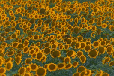 Sonsuz bir ayçiçeği alanı ufka kadar uzanıyor ve sonsuzluk illüzyonu yaratıyor. Gün batımına ya da gün doğumuna karşı bir ayçiçeği tarlası. Yakın plan. Parlak sarı çiçekler..