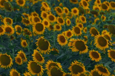 Sonsuz bir ayçiçeği alanı ufka kadar uzanıyor ve sonsuzluk illüzyonu yaratıyor. Gün batımına ya da gün doğumuna karşı bir ayçiçeği tarlası. Yakın plan. Parlak sarı çiçekler..