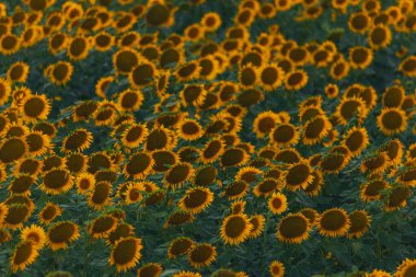 Sonsuz bir ayçiçeği alanı ufka kadar uzanıyor ve sonsuzluk illüzyonu yaratıyor. Gün batımına ya da gün doğumuna karşı bir ayçiçeği tarlası. Yakın plan. Parlak sarı çiçekler..