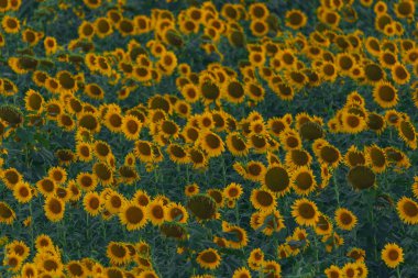 Sonsuz bir ayçiçeği alanı ufka kadar uzanıyor ve sonsuzluk illüzyonu yaratıyor. Gün batımına ya da gün doğumuna karşı bir ayçiçeği tarlası. Yakın plan. Parlak sarı çiçekler..