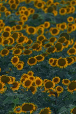 Sonsuz bir ayçiçeği alanı ufka kadar uzanıyor ve sonsuzluk illüzyonu yaratıyor. Gün batımına ya da gün doğumuna karşı bir ayçiçeği tarlası. Yakın plan. Parlak sarı çiçekler..