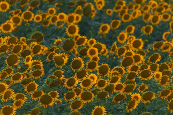 Sonsuz bir ayçiçeği alanı ufka kadar uzanıyor ve sonsuzluk illüzyonu yaratıyor. Gün batımına ya da gün doğumuna karşı bir ayçiçeği tarlası. Yakın plan. Parlak sarı çiçekler..