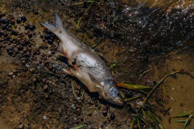 Ölü balıklar bu kirli kanalda suyun yüzeyine yüzerler. Küresel ısınma nedeniyle balıklar ölmeye başladı. Ekolojik felaket. İklim değişikliği. Su kirliliği.