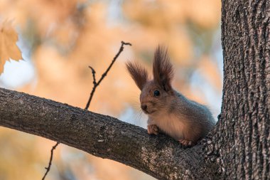 Wildlife: A squirrel, a forest dweller, shows off its grace and agility while sitting on a tree branch. Cute red squirrel with a fluffy tail clipart