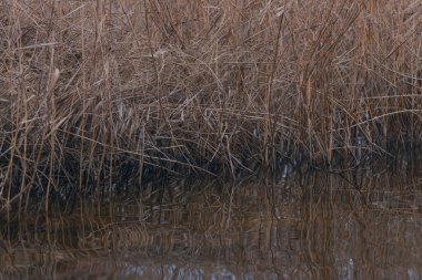 Benzin ya da yağ lekesi, su kirliliği. Endüstriyel petrol lekesi su kirliliği döker. Ekolojik felaket. Yağ film kirliliği. Petrol ve benzinle su kirliliği