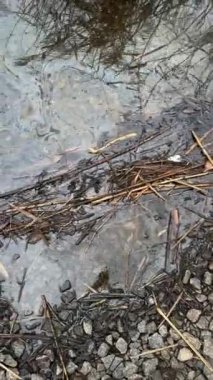 Benzin ya da yağ lekesi, su kirliliği. Endüstriyel petrol lekesi su kirliliği döker. Ekolojik felaket. Yağ film kirliliği. Petrol ve benzinle su kirliliği