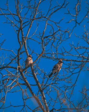Güneşli bir günde ağaçta bir çift alakarga, yakın plan. Mavi gökyüzüne karşı çıplak ağaç dallarında iki alakarga görünür. Kuşlara yakın çekim. Arkaplan resmi Ağaçtaki kuş.