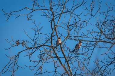 Güneşli bir günde ağaçta bir çift alakarga, yakın plan. Mavi gökyüzüne karşı çıplak ağaç dallarında iki alakarga görünür. Kuşlara yakın çekim. Arkaplan resmi Ağaçtaki kuş.