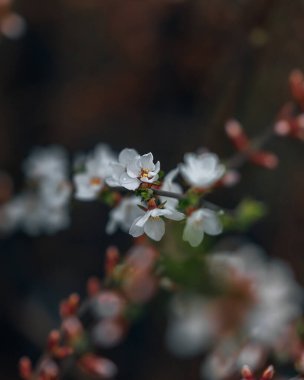 Beyaz çiçekler ve yeşil yapraklarla kiraz çiçeklerinin yakın çekimi. Bahar manzarası. Bulanık gökyüzüne karşı narin beyaz çiçekler huzur ve sükunet ortamı yaratır..