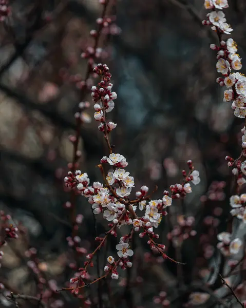 Beyaz çiçekler ve yeşil yapraklarla kiraz çiçeklerinin yakın çekimi. Bahar manzarası. Bulanık gökyüzüne karşı narin beyaz çiçekler huzur ve sükunet ortamı yaratır..