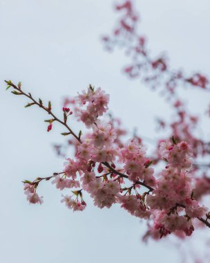 Yumuşak odak noktasında çiçek açan bir bahar manzarası. Güzel taç yaprakları. Ağaç dallarında parlak pembe çiçekler. Bahar Parkı. Doğanın güzelliği ve yaşamın uyanışı. Makro fotoğrafçılık.