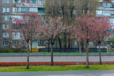 Yumuşak odak noktasında çiçek açan bir bahar manzarası. Güzel taç yaprakları. Ağaç dallarında parlak pembe çiçekler. Bahar Parkı. Doğanın güzelliği ve yaşamın uyanışı. Makro fotoğrafçılık.