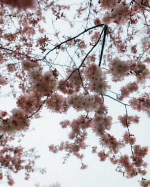 Yumuşak odak noktasında çiçek açan bir bahar manzarası. Güzel taç yaprakları. Ağaç dallarında parlak pembe çiçekler. Bahar Parkı. Doğanın güzelliği ve yaşamın uyanışı. Makro fotoğrafçılık.