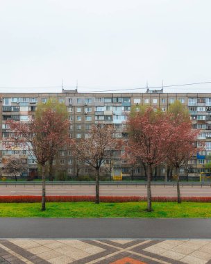 Yumuşak odak noktasında çiçek açan bir bahar manzarası. Güzel taç yaprakları. Ağaç dallarında parlak pembe çiçekler. Bahar Parkı. Doğanın güzelliği ve yaşamın uyanışı. Makro fotoğrafçılık.