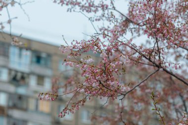 Yumuşak odak noktasında çiçek açan bir bahar manzarası. Güzel taç yaprakları. Ağaç dallarında parlak pembe çiçekler. Bahar Parkı. Doğanın güzelliği ve yaşamın uyanışı. Makro fotoğrafçılık.