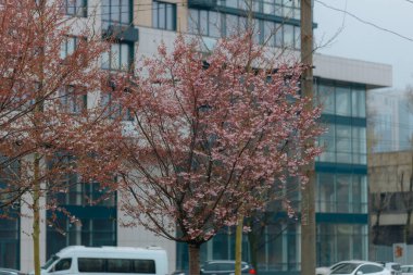Yumuşak odak noktasında çiçek açan bir bahar manzarası. Güzel taç yaprakları. Ağaç dallarında parlak pembe çiçekler. Bahar Parkı. Doğanın güzelliği ve yaşamın uyanışı. Makro fotoğrafçılık.