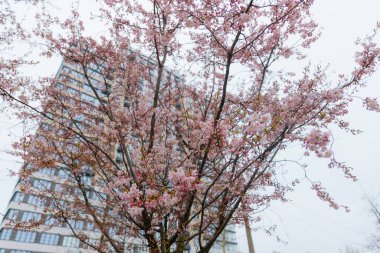 Yumuşak odak noktasında çiçek açan bir bahar manzarası. Güzel taç yaprakları. Ağaç dallarında parlak pembe çiçekler. Bahar Parkı. Doğanın güzelliği ve yaşamın uyanışı. Makro fotoğrafçılık.