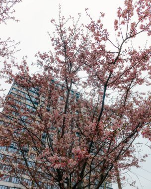 Yumuşak odak noktasında çiçek açan bir bahar manzarası. Güzel taç yaprakları. Ağaç dallarında parlak pembe çiçekler. Bahar Parkı. Doğanın güzelliği ve yaşamın uyanışı. Makro fotoğrafçılık.