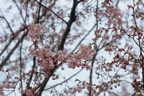 Yumuşak odak noktasında çiçek açan bir bahar manzarası. Güzel taç yaprakları. Ağaç dallarında parlak pembe çiçekler. Bahar Parkı. Doğanın güzelliği ve yaşamın uyanışı. Makro fotoğrafçılık.