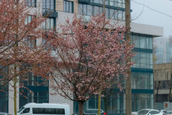 Yumuşak odak noktasında çiçek açan bir bahar manzarası. Güzel taç yaprakları. Ağaç dallarında parlak pembe çiçekler. Bahar Parkı. Doğanın güzelliği ve yaşamın uyanışı. Makro fotoğrafçılık.