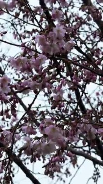 Yumuşak odak noktasında çiçek açan bir bahar manzarası. Güzel taç yaprakları. Ağaç dallarında parlak pembe çiçekler. Bahar Parkı. Doğanın güzelliği ve yaşamın uyanışı. Makro fotoğrafçılık.