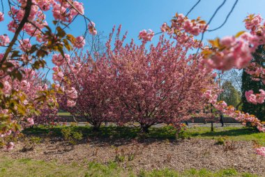 Narin pembe çiçekler baharda açan bir ağacın dallarını kaplar. Koyu pembe Kanzan kiraz çiçeklerinin ayrıntıları. Bahar doğası, çiçek, güzellik, makro. Bahar Parkı. Japon kiraz ağacı