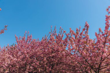 Narin pembe çiçekler baharda açan bir ağacın dallarını kaplar. Koyu pembe Kanzan kiraz çiçeklerinin ayrıntıları. Bahar doğası, çiçek, güzellik, makro. Bahar Parkı. Japon kiraz ağacı