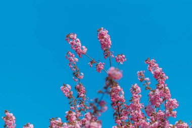Narin pembe çiçekler baharda açan bir ağacın dallarını kaplar. Koyu pembe Kanzan kiraz çiçeklerinin ayrıntıları. Bahar doğası, çiçek, güzellik, makro. Bahar Parkı. Japon kiraz ağacı