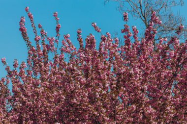 Narin pembe çiçekler baharda açan bir ağacın dallarını kaplar. Koyu pembe Kanzan kiraz çiçeklerinin ayrıntıları. Bahar doğası, çiçek, güzellik, makro. Bahar Parkı. Japon kiraz ağacı