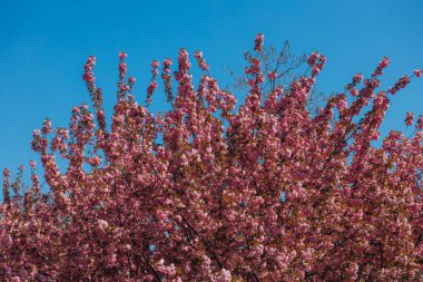 Narin pembe çiçekler baharda açan bir ağacın dallarını kaplar. Koyu pembe Kanzan kiraz çiçeklerinin ayrıntıları. Bahar doğası, çiçek, güzellik, makro. Bahar Parkı. Japon kiraz ağacı